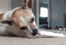 Dogs Puppies GIF - Dogs Puppies Get It GIFs