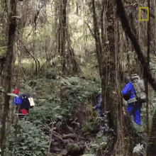 Hiking Searching For Rwandas Famed Mountain Gorillas GIF