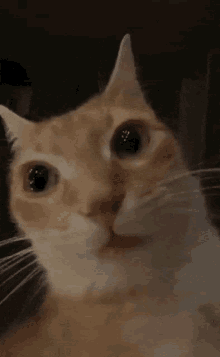 Catstare Ginger GIF - Catstare Cat Stare GIFs