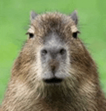 Capybara Capybara Meme GIF