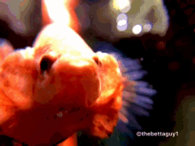 Nope Betta GIF - Nope Betta Fish GIFs