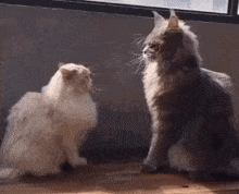 GIF