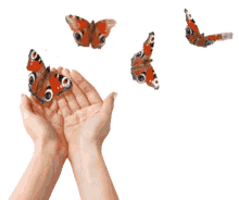 butterflies fly beautiful cute hand