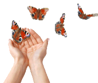 Butterflies Fly Sticker