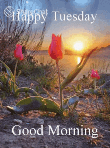 Happy Tuesday Good Morning GIF - Happy Tuesday Good Morning Morning GIFs
