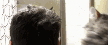 a cat looks at a man 's hair in a mirror