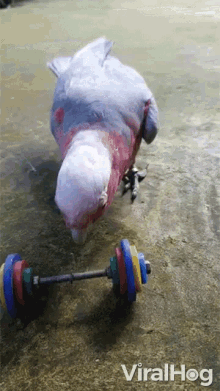 Parrot Lifting Viralhog GIF