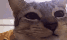 Cat Chew GIF - Cat Chew Stare GIFs