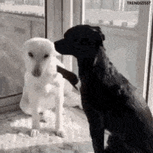 a black and white dog are looking at each other .