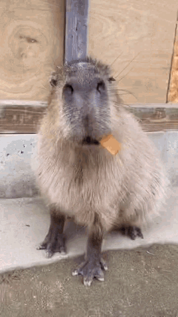 Capybara Capybara Eating GIF - Capybara Capybara Eating - Discover & Share  GIFs