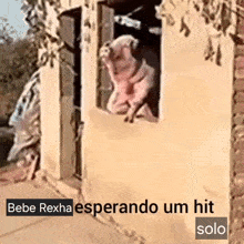 Bebe Rexha Porco GIF