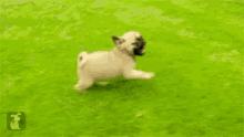 Pug Puppy GIF - Pug Puppy Running GIFs