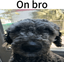 a picture of a dog with the words " on bro " above it