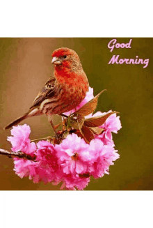 Good Morning Bird GIF - Good Morning Bird GIFs