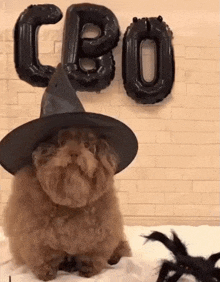 a dog wearing a witch hat is standing in front of a sign that says cbo