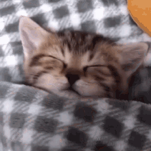 Cat Catto GIF - Cat Catto Sleep GIFs