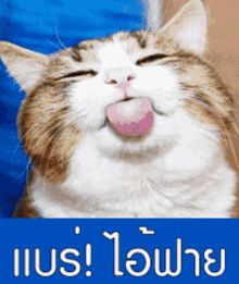Cat Annoyed GIF - Cat Annoyed Tongue O Ut GIFs