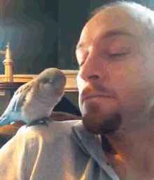 Bird Kisses GIF