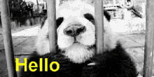 Hi GIF - Hi Hello Panda GIFs