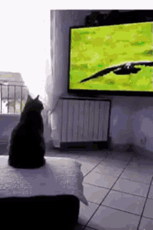 Cat Bird GIF - Cat Bird Tv GIFs