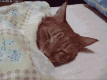 cat lazy snuggle in blanket