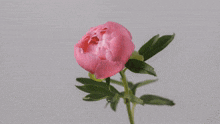 a close up of a pink flower with a yellow center