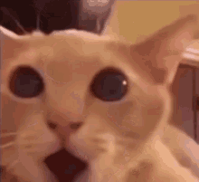 create thermometer versus Shocked Cat Meme GIFs | Tenor