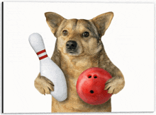 a dog holds a bowling pin and a bowling ball