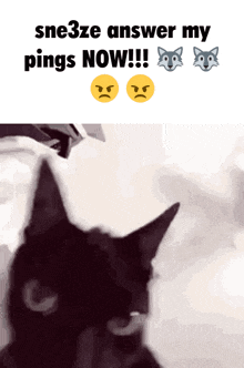 sne3ze answer my pings now !!! with a black cat in the foreground
