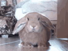 Bunny Scatter GIF