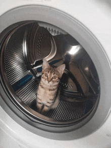 Silly Cat GIF - Silly Cat Cat GIFs