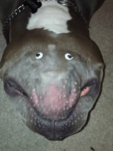 derp-licking-lips.gif