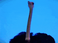 a picture of a man 's face against a blue background