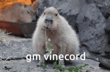 Vinecord Capybara GIF - Vinecord Capybara Carpincho GIFs