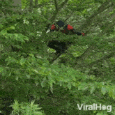 Falls Out Of The Tree Spider-man GIF - Falls Out Of The Tree Spider-man Viralhog GIFs