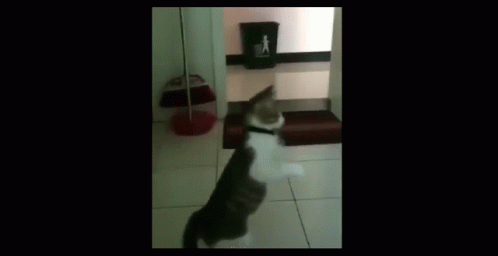 Sad Cat Dance GIF - Sad Cat Dance - Discover & Share GIFs