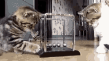 Kitten Cat GIF - Kitten Cat Pendulum GIFs