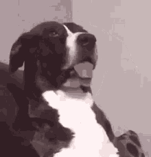 Dog What GIF - Dog What Looking GIFs