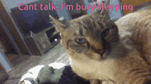 cant talk sleeing cat gif