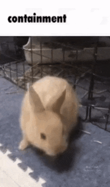 a rabbit is standing on a blue mat next to a cage with the word containment on the bottom .
