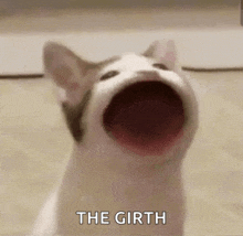 a cat is making a funny face with its mouth open and the words `` the girth '' written below it .