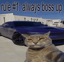 Cat Boss GIF - Cat Boss GIFs
