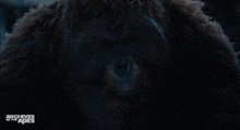 a close up of a furry animal with the words " archives of the apes " below it