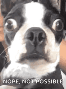 Funny Animals Wide Eyed GIF - Funny Animals Wide Eyed Dog GIFs