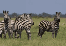 Curious Zeebras GIF - Savage Kingdom Zeebreas Wild Animals GIFs
