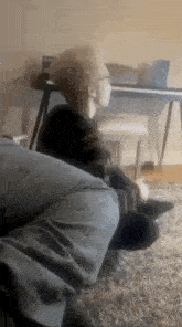 a man is sitting on a couch in a living room playing with a cat .