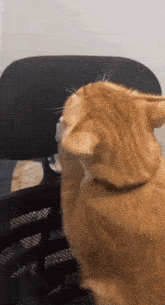 a cat is sitting on a chair and licking its paw .