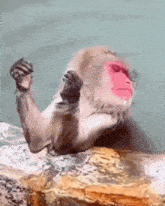 Mrandle Monkey GIF
