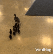 Walking Ducks Viralhog GIF - Walking Ducks Viralhog Following Mother Duck GIFs