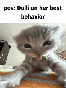a picture of a cat with the caption " dolli on her best behavior " on the bottom